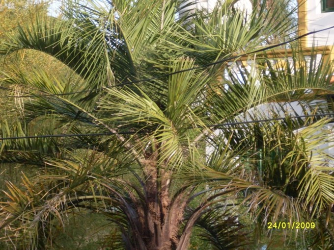 [Foto de planta, jardin, jardineria]