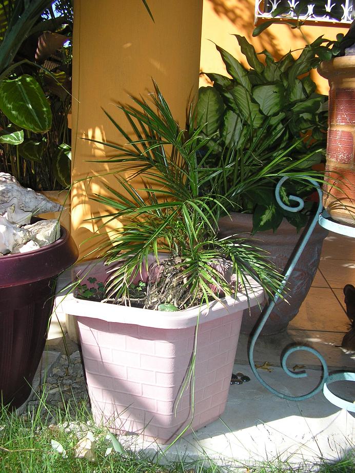 [Foto de planta, jardin, jardineria]