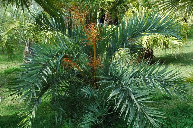 [Foto de planta, jardin, jardineria]