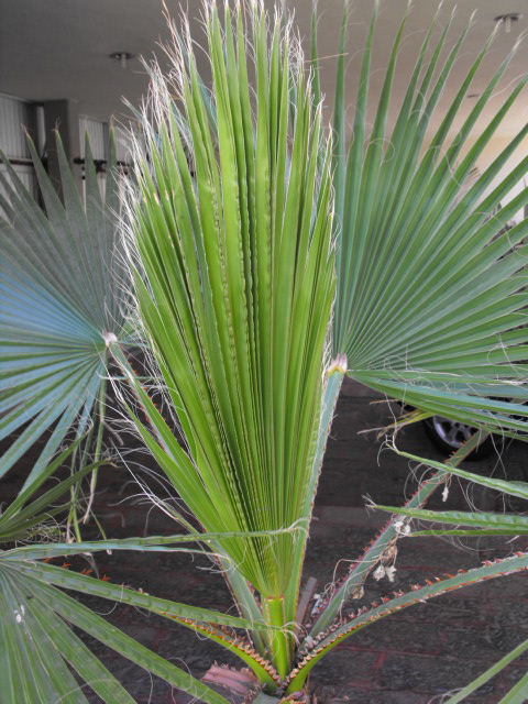 [Foto de planta, jardin, jardineria]