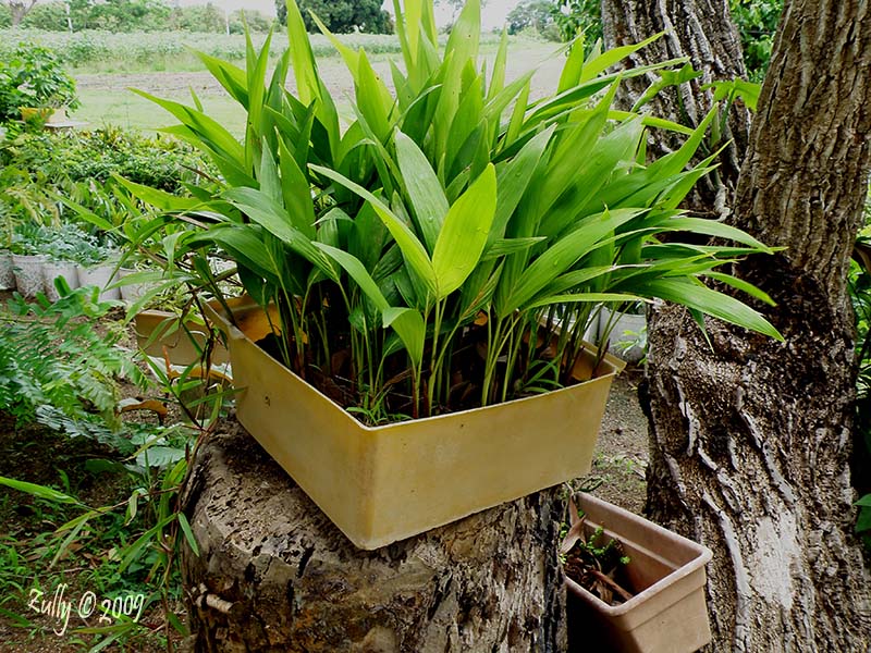 [Foto de planta, jardin, jardineria]
