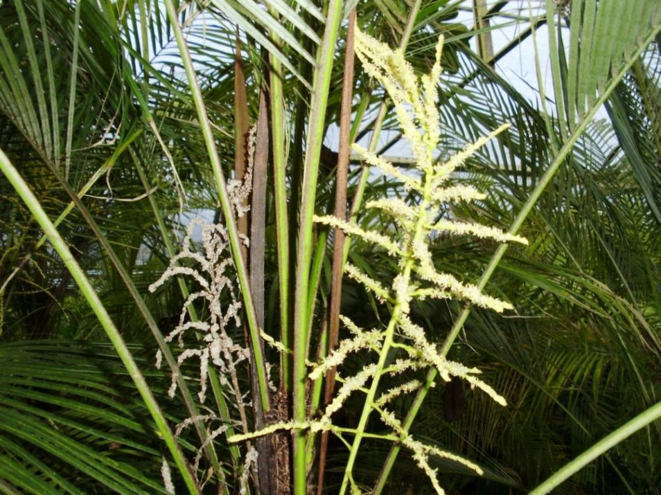 [Foto de planta, jardin, jardineria]