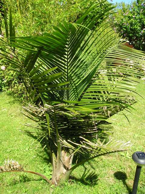 [Foto de planta, jardin, jardineria]