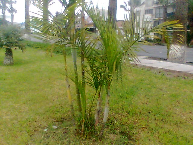 [Foto de planta, jardin, jardineria]