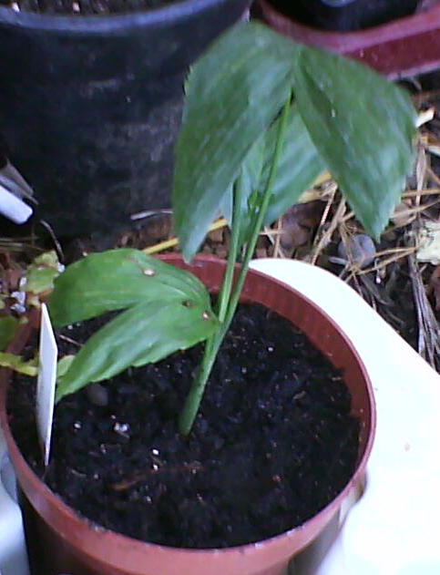 [Foto de planta, jardin, jardineria]
