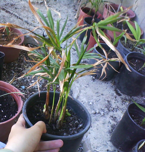 [Foto de planta, jardin, jardineria]