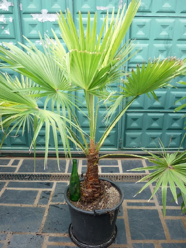 [Foto de planta, jardin, jardineria]