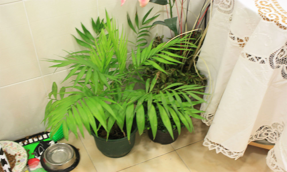 [Foto de planta, jardin, jardineria]