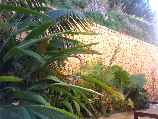 [Foto de planta, jardin, jardineria]