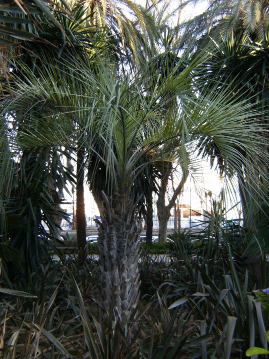 [Foto de planta, jardin, jardineria]