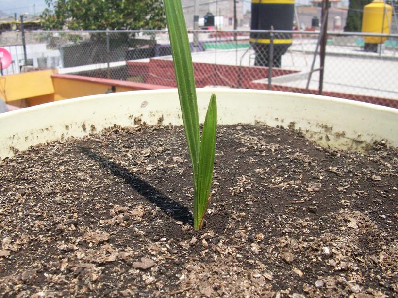 [Foto de planta, jardin, jardineria]