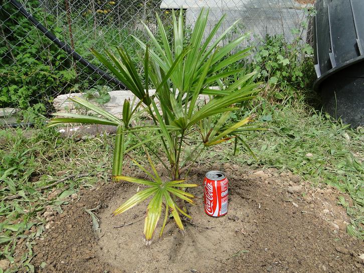 [Foto de planta, jardin, jardineria]