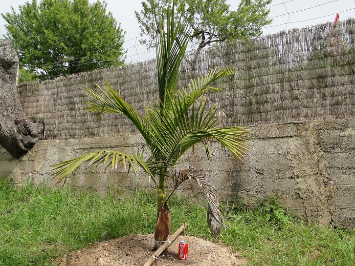 [Foto de planta, jardin, jardineria]
