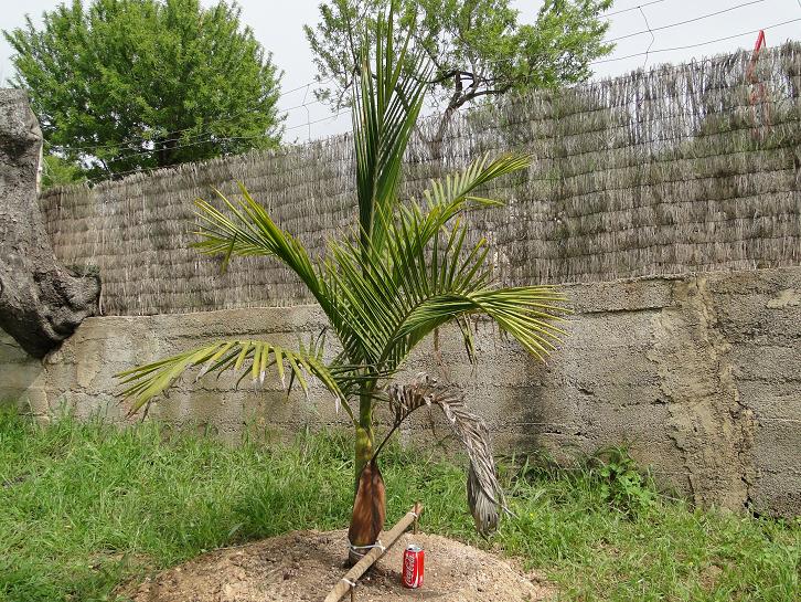 [Foto de planta, jardin, jardineria]