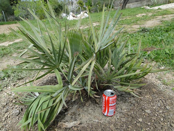 [Foto de planta, jardin, jardineria]