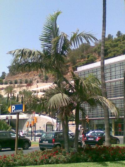[Foto de planta, jardin, jardineria]