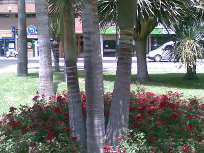 [Foto de planta, jardin, jardineria]