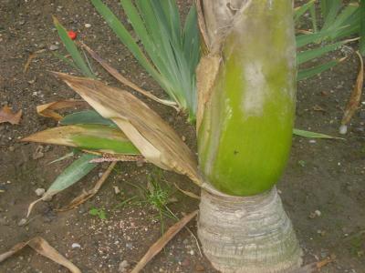 [Foto de planta, jardin, jardineria]