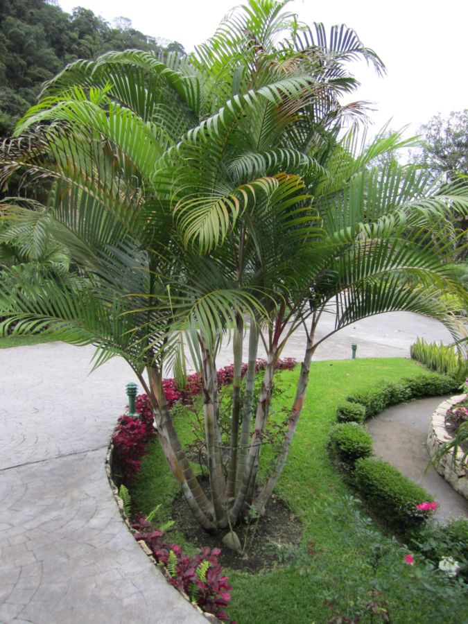 [Foto de planta, jardin, jardineria]