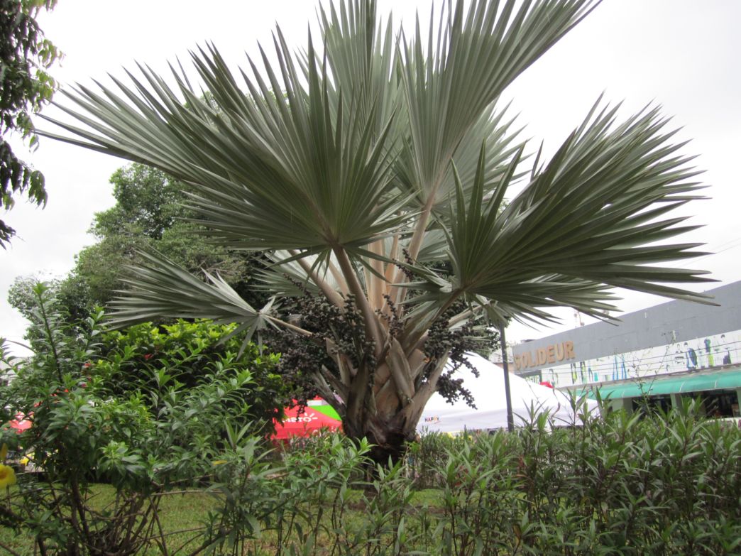 [Foto de planta, jardin, jardineria]