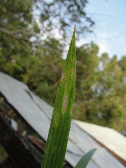 [Foto de planta, jardin, jardineria]