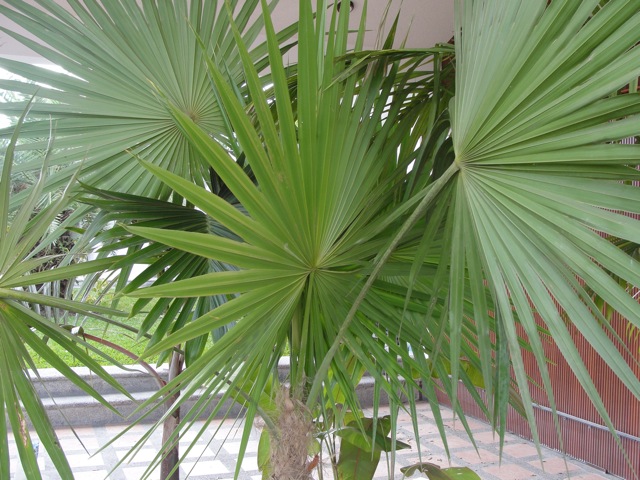 [Foto de planta, jardin, jardineria]