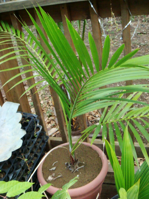 [Foto de planta, jardin, jardineria]