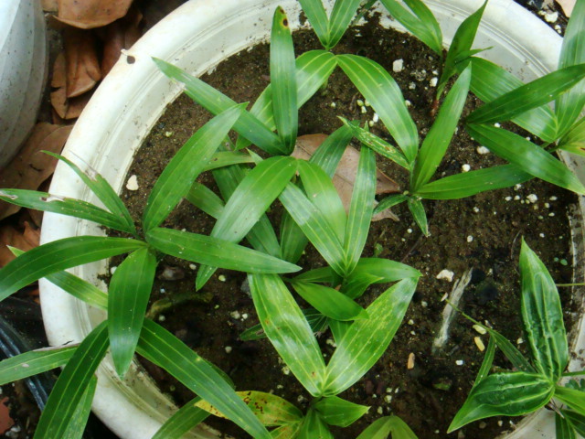 [Foto de planta, jardin, jardineria]