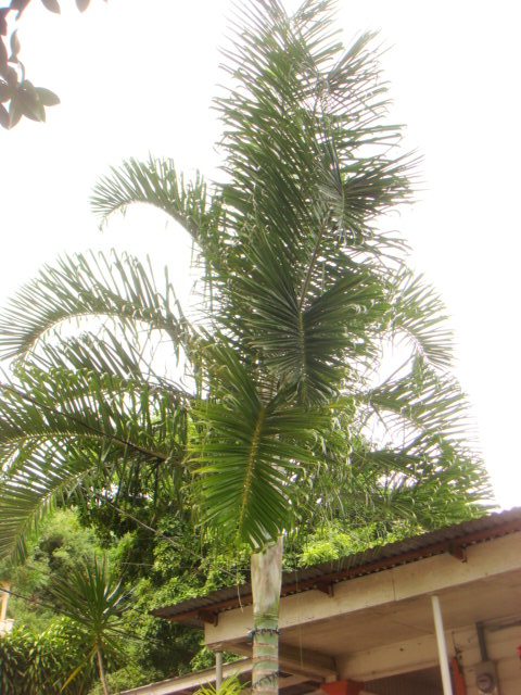 [Foto de planta, jardin, jardineria]