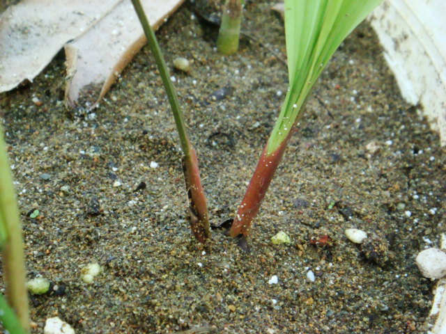 [Foto de planta, jardin, jardineria]