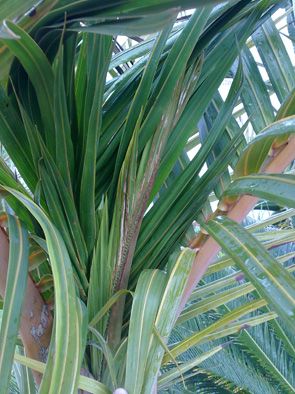 [Foto de planta, jardin, jardineria]