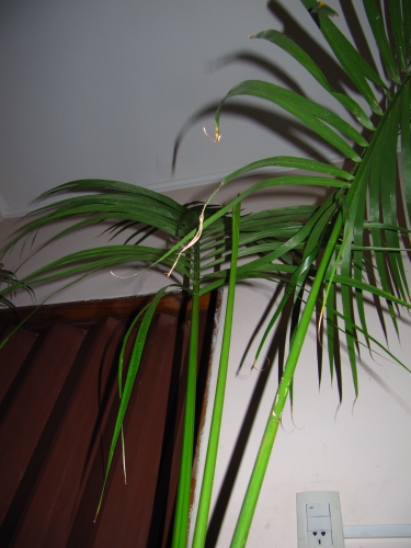 [Foto de planta, jardin, jardineria]