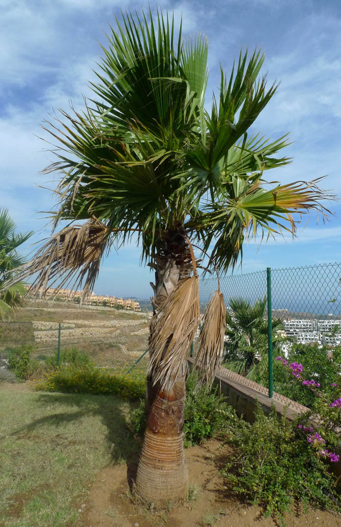 [Foto de planta, jardin, jardineria]