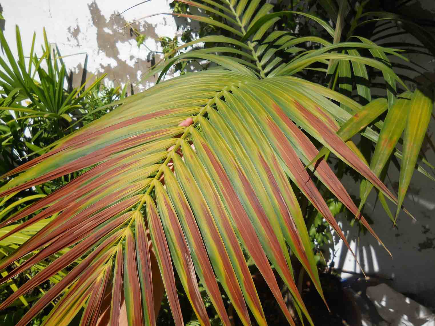 [Foto de planta, jardin, jardineria]