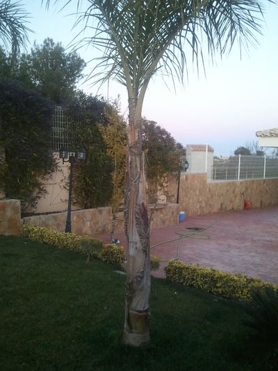 [Foto de planta, jardin, jardineria]