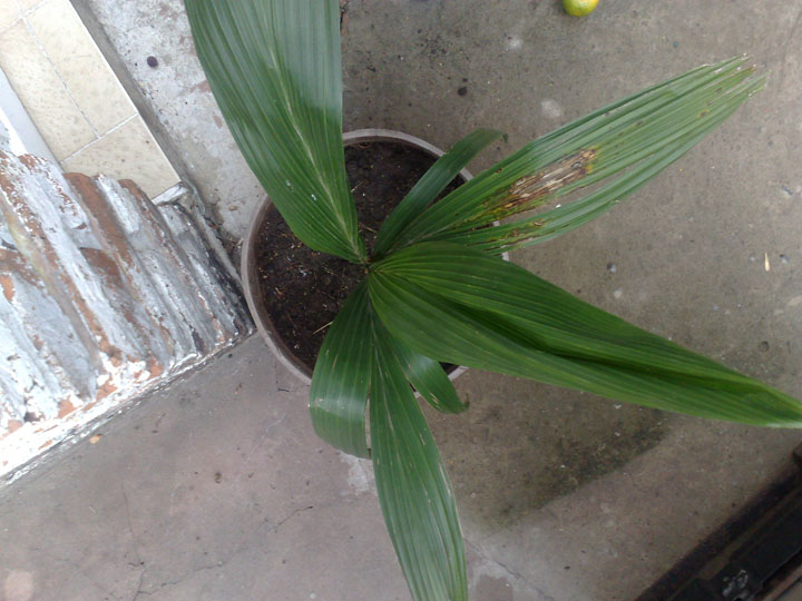 [Foto de planta, jardin, jardineria]
