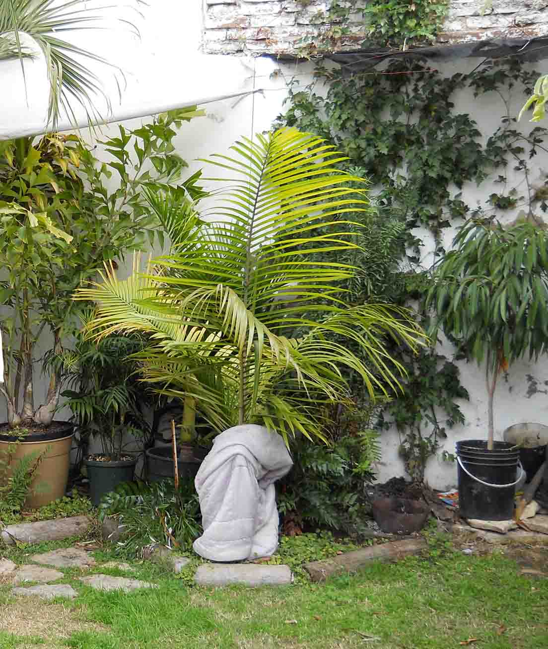 [Foto de planta, jardin, jardineria]