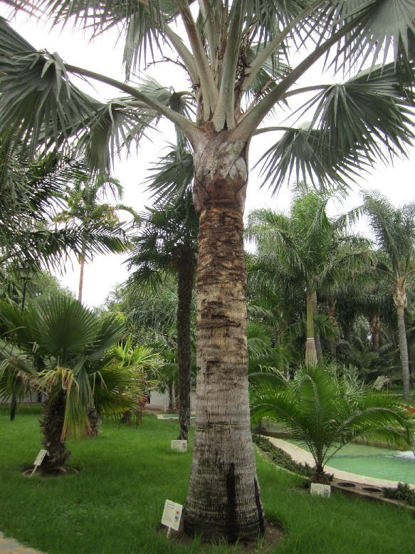 [Foto de planta, jardin, jardineria]