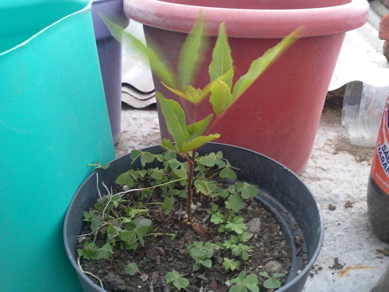 [Foto de planta, jardin, jardineria]