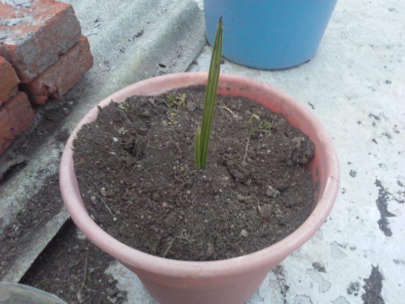 [Foto de planta, jardin, jardineria]