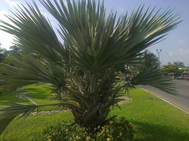 [Foto de planta, jardin, jardineria]