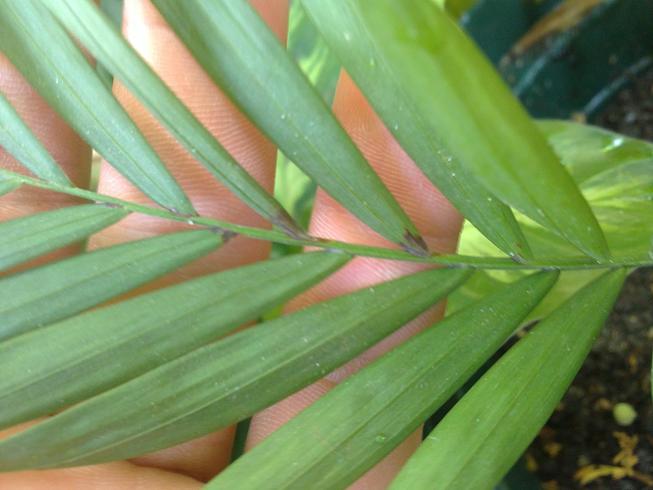 [Foto de planta, jardin, jardineria]