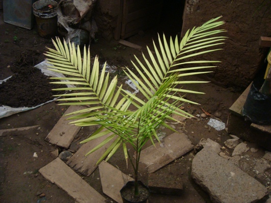 [Foto de planta, jardin, jardineria]