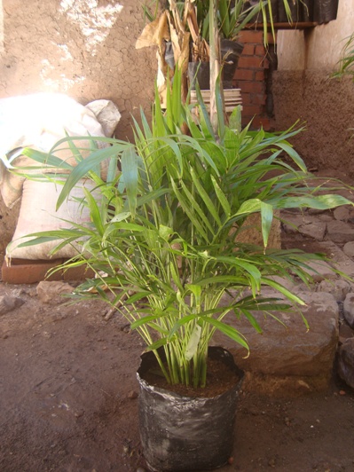 [Foto de planta, jardin, jardineria]