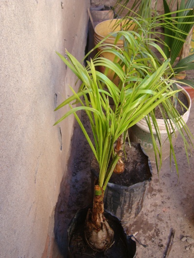 [Foto de planta, jardin, jardineria]