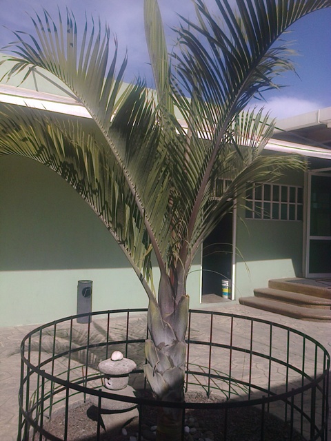 [Foto de planta, jardin, jardineria]