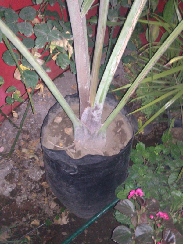 [Foto de planta, jardin, jardineria]