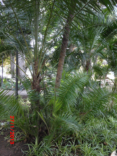 [Foto de planta, jardin, jardineria]