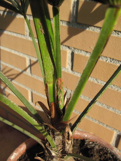 [Foto de planta, jardin, jardineria]