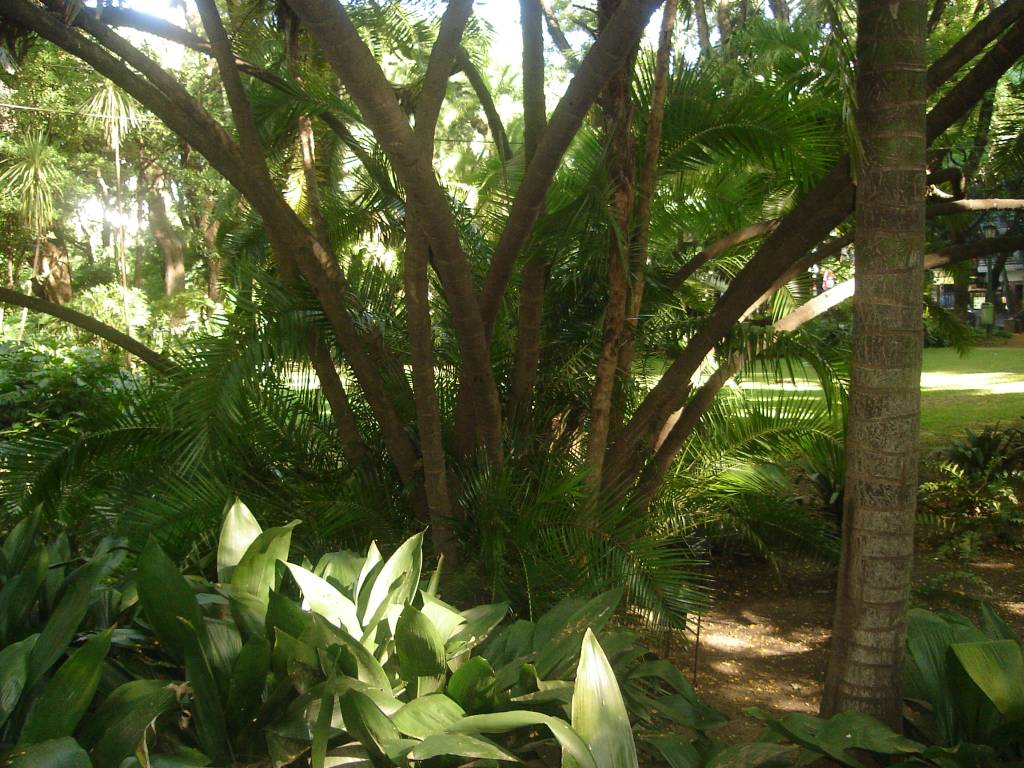 [Foto de planta, jardin, jardineria]